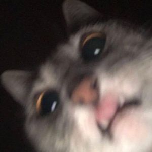 Meet your Posher, Desiree